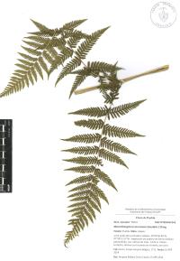 Macrothelypteris torresiana image